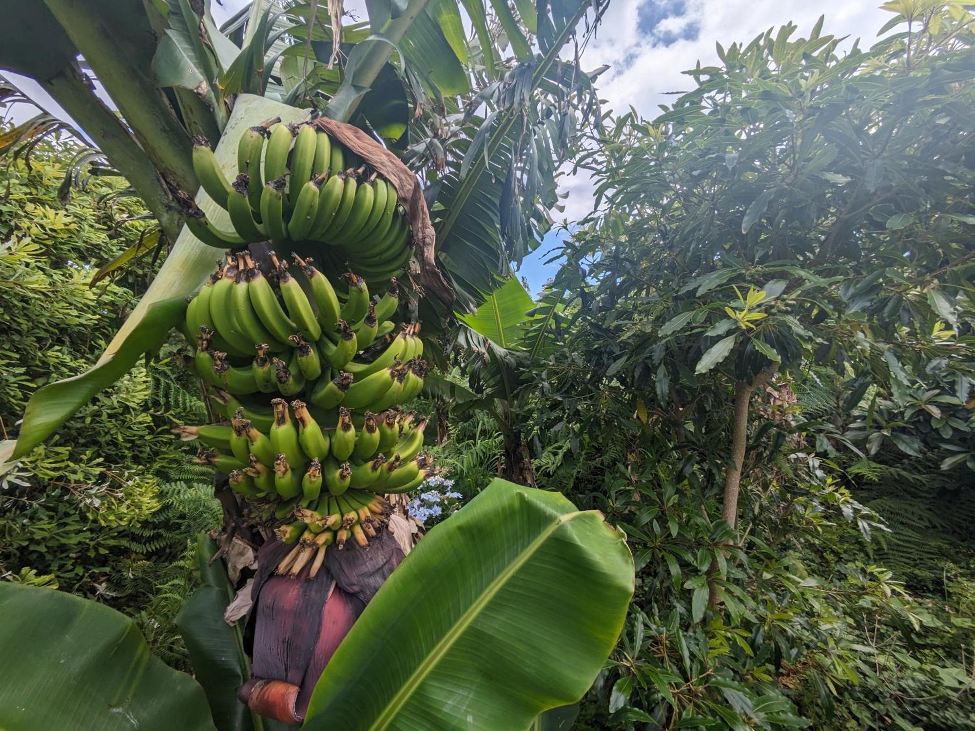 مبيت وإفطار Feteira  The Plantation Faial المظهر الخارجي الصورة
